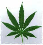 cannabis