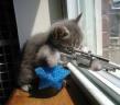 chaton