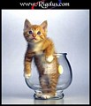 chat